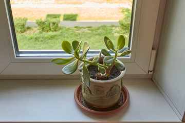 jade plant in a window