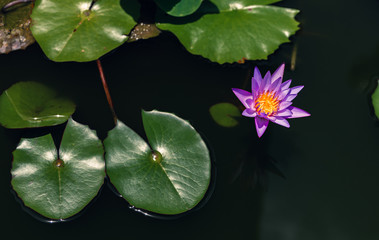 Nymphaea Cyanea Roxb. Low light and copy space. Top view of Water Lilly light purple flower bloom with leaves in the pond. © Aerawan