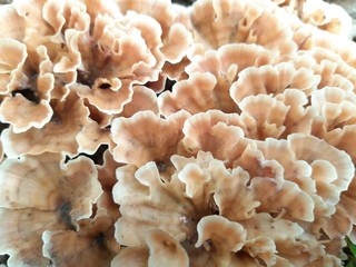A fungus ( fungi or funguses) is any member of the group of eukaryotic organisms that includes microorganisms such as yeasts and molds, as well as the more familiar mushrooms. Wild fungus.  Phaphud.