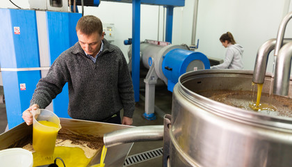 Focused man working in handicraft olive oil producing factory, inspecting first pressing of olives...