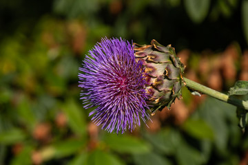 close up of one purple artichoke flower blooming under the sun with blurry green leaves background