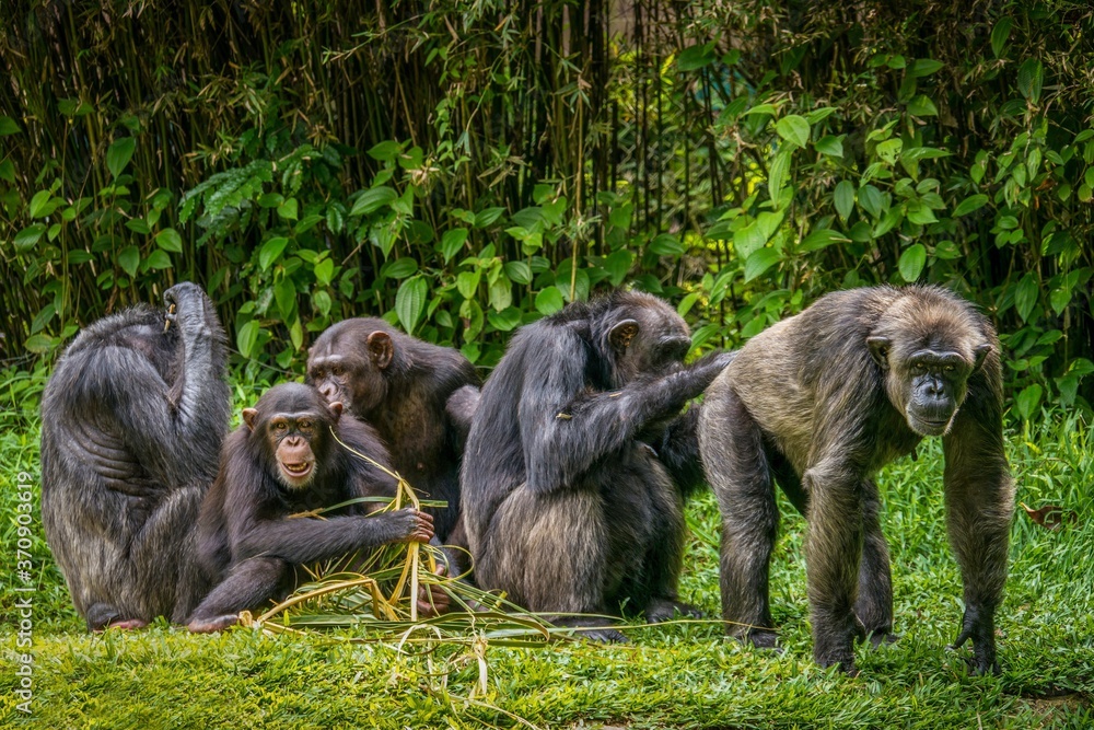 Wall mural Interesting animal behavior, with focus on the adult male chimpanzee on right having his buttocks groomed.