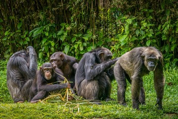 Interesting animal behavior, with focus on the adult male chimpanzee on right having his buttocks...