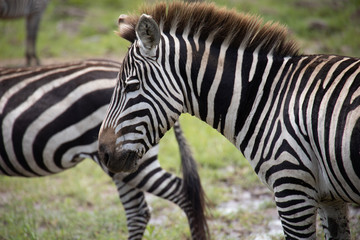 Fototapeta na wymiar Beautiful close up side profile photo of zebra face during great migration in Maasai Mara, Kenya, Africa