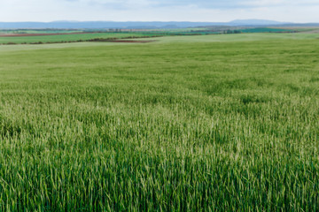 Green field and sky with clouds, grass in spring background, agricultural cereal crop
