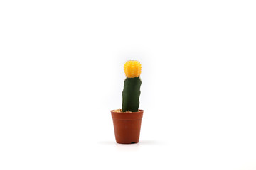 Cactus Isolated in Pot on White Background. Closeup Shot.