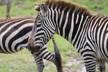 Close up photo of zebra face profile in Maasai Mara, Kenya, Africa