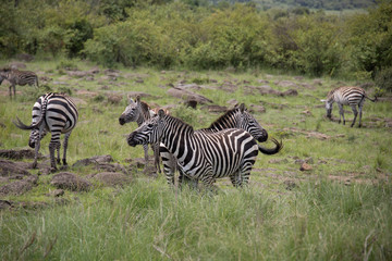 Fototapeta na wymiar Herd of zebra grazing in Masai Mara safari wildlife reserve, Kenya, Africa