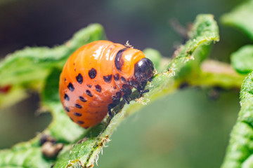 Colorado potato beetle larvae eats potato leaves, damaging agriculture