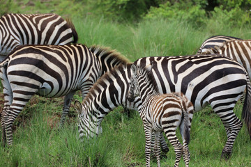 Herd of Zebras in Kenya, Africa