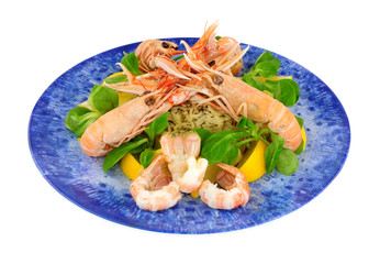 Freshly cooked whole Dublin Bay prawns also known as langoustine and scampi on a blue plate isolated on a white background