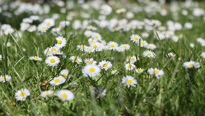 Daisy flowers blooming in the meadow.