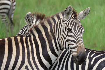 Obraz na płótnie Canvas Herd of Zebras in Kenya, Africa