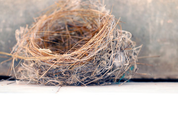 closeup of Sparrows bird nest