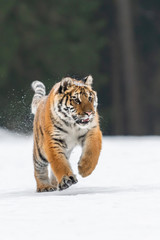 Siberian Tiger running in snow. Beautiful, dynamic and powerful photo of this majestic animal. Set in environment typical for this amazing animal. Birches and meadows