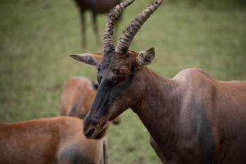 Topi in Masai Mara safari wildlife reserve, Kenya, Africa