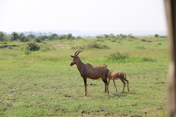 Topi in Masai Mara safari wildlife reserve, Kenya, Africa