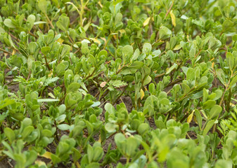 Obraz na płótnie Canvas Portulaca oleracea herb benefits. Growing like a carpet. Medicinal plant