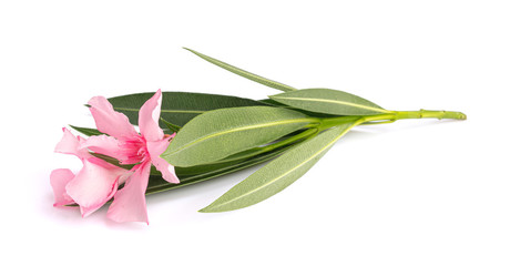 Pink Laurel with pink flowers