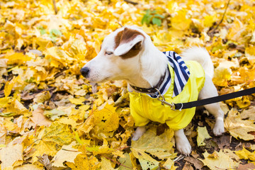 Amazing jack russell terrier in leaves in autumn. Pet and dog concept.