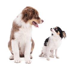 Fototapeta premium Australian Shepherd Puppy