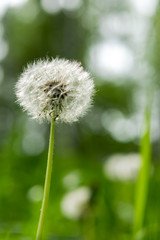 Fluffy dandelion close-up on a blurry green background. Dandelion flower in the sun. Selective focus. Soft sunlight with beautiful bokeh. The vertical format.