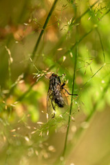 Fly on a blade of grass against a blurred light green background