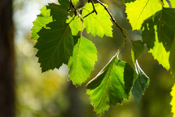 Birch leaves close-up on a branch. Green background of leaves. The sun's rays break through the birch leaves. Beautiful soft focus. Sunny day.