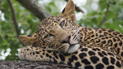 Fototapeta premium Calm Leopard