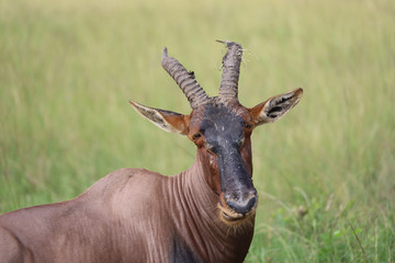 Topi in Masai Mara safari wildlife reserve, Kenya, Africa