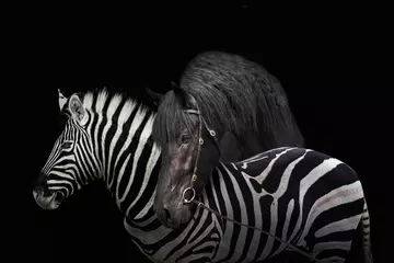 Foto op Canvas zebra en paard geïsoleerd op zwarte achtergrond © Elianne