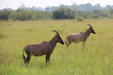 Topi in Masai Mara safari wildlife reserve, Kenya, Africa
