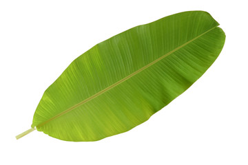 Obraz premium banana leaf isolated on white background