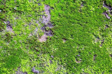 Abstract blurred fresh green moss growing on the cement wall background, outdoor day light