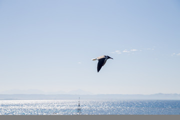 Fototapeta na wymiar seagull flies over beautiful sea water