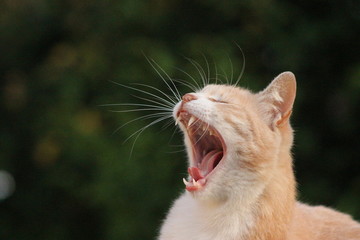 cat yawns 2