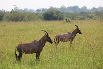 Group of Topi in Kenya, Africa