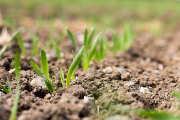 Pflanzenwachstum auf dem Acker
