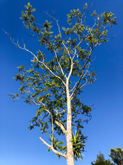 tree and sky