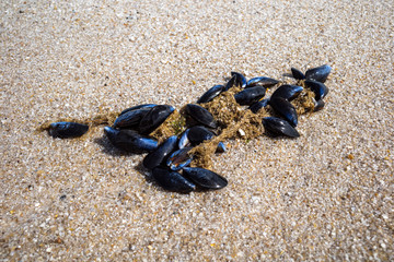 mussels on the beach
