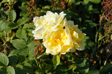 Shrub of yellow rose flowers 