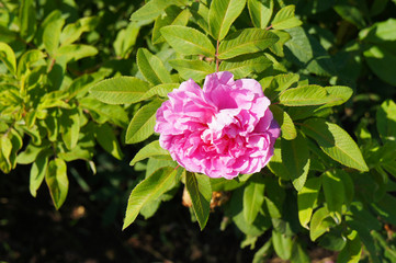 Leaves of hybrid rugosa rose therese bugnet with one pink flower 