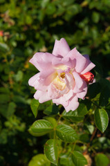 Pink rose flower head vertcial