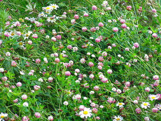 country field of pink clover in summer under the sun