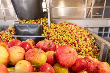 Ripe fall apples in a storage silo, ready to squeeze apple juice