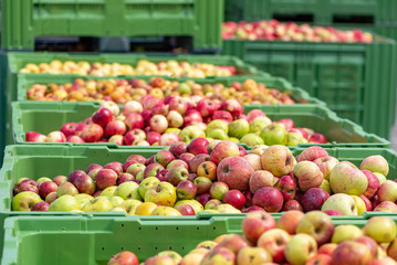 Many ripe fall apples in a container in autumn