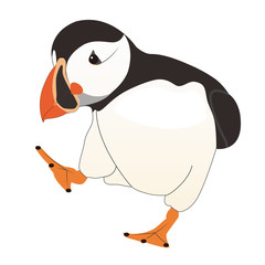 Fototapeta premium Illustration Puffin Bird ニシノツメドリ パフィン イラスト 