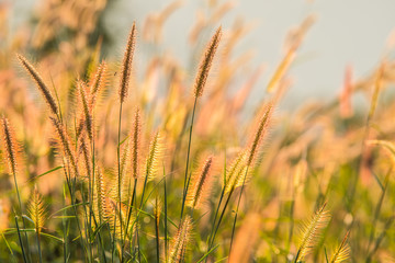 Grass flowers with sunlight.2