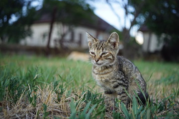 Naklejka na ściany i meble tabby kitten sitting in the summer garden on the grass.
