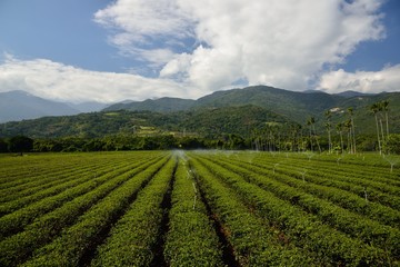 Fototapeta na wymiar Tea garden landscape in the mountains, Taiwan
